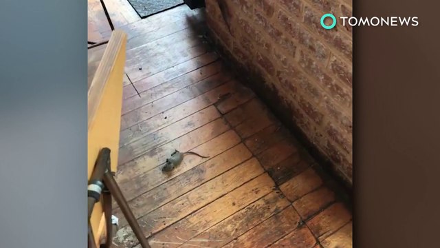 Chipotle rats: Rodents falling from ceiling gets Dallas Chipotle temporarily closed