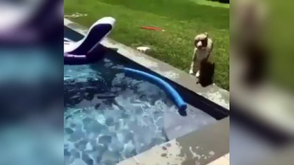 Ce chien voulait absolument rejoindre son maître !