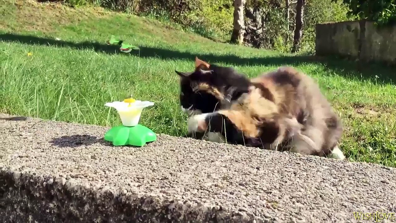 CAT TOY