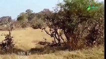 LIVE Best Attacks Of Wild Animals 2017  Big monkey baboon vs Lion