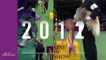 10 Years of Westminster Dog Show Best in Show Champions All Fueled by Purina® Pro Plan®