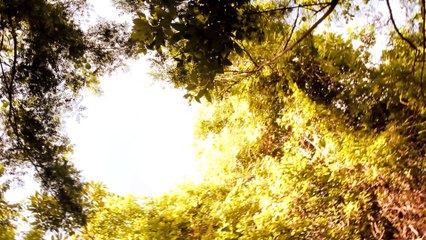 Real Dinosaurs in Barbados caught on camera & Spotted In Real Life 2017