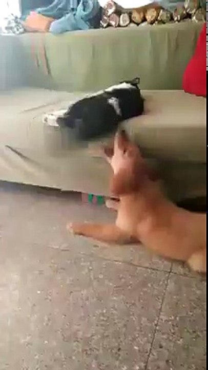 Cat V/S Dog