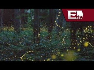 Impresionante santuario de luciérnagas en Tlaxcala / Titulares de la mañana