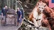 Hikers capture close encounter with large mountain lion on camera