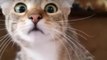 Cat Watching Horror Movie Is Viral Video Of The Year