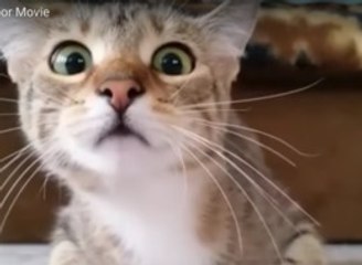 Cat Watching Horror Movie Is Viral Video Of The Year