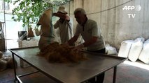 Kein Fleisch: Syrer probieren Austernpilze