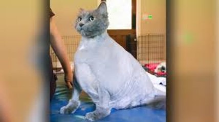 Fat Cat King Leo- Obese Feline On A Mission To Lose Weight
