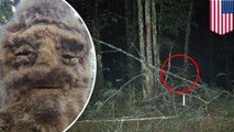 Penampakan Bigfoot; polisi meminta warga untuk tidak menembak - TomoNews