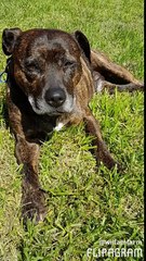 Goodbye my sweetheart