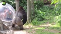 Zoo Animals Attacks  [Epic Laughs]