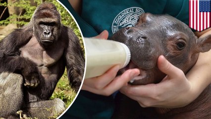 Move over, Harambe! Cincinnati Zoo writing book about star baby hippo