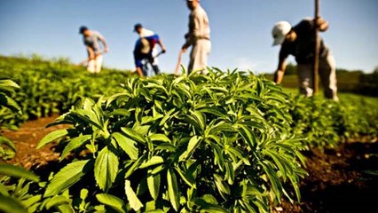 Çinliler ile Çaykur, Stevia Bitkisini İşlemek İçin Ortak Fabrika Kurdu