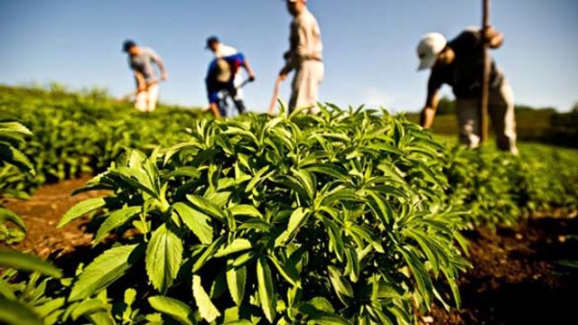 Çinliler ile Çaykur, Stevia Bitkisini İşlemek İçin Ortak Fabrika Kurdu