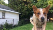 Le lancer de Frisbee pour le chien qui ne se passe pas bien