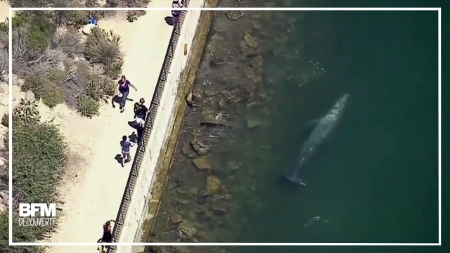En Californie, cette baleine s'est approchée très près de la côte
