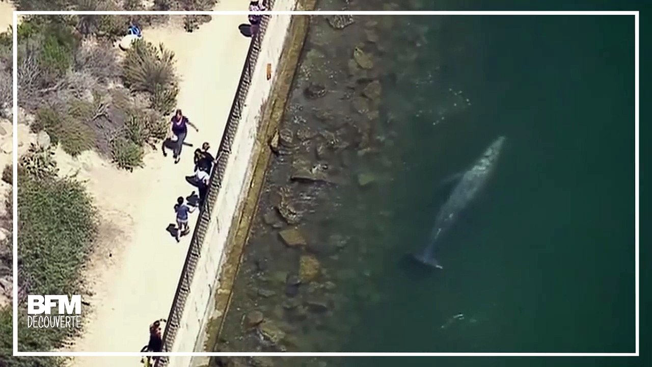 En Californie, cette baleine s'est approchée tr...