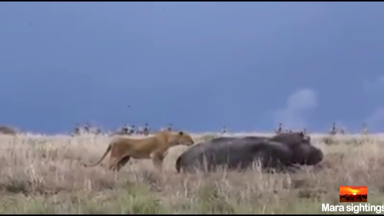 Ce lion essaye d'attaquer un hippopotame et se fait bouffer direct !