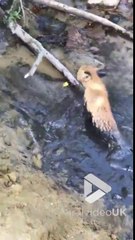Sauvetage d'un petit renard embourbé dans une rivière en Russie !