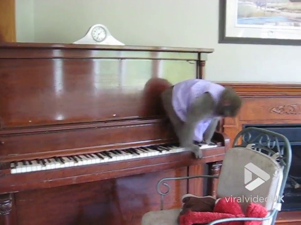Juste un singe.. qui joue du piano !! Comme les aristochats !