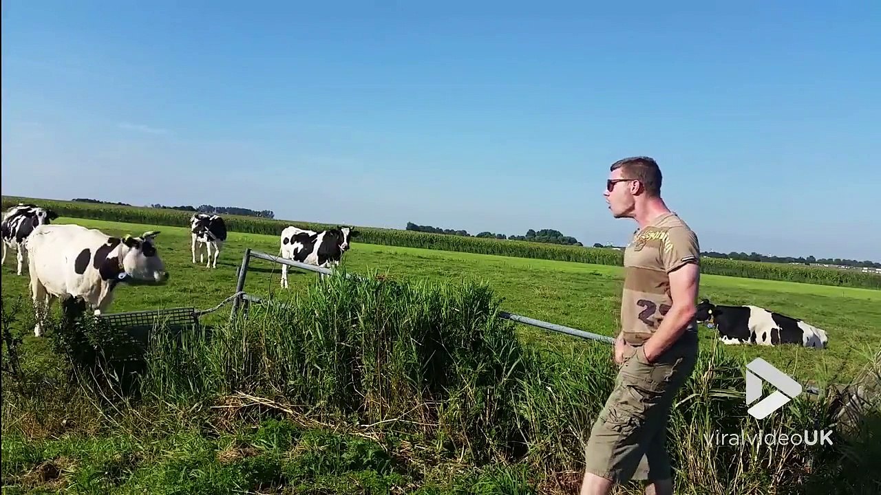 Ce mec attire les vaches en lâchant d'énormes ROTS !!