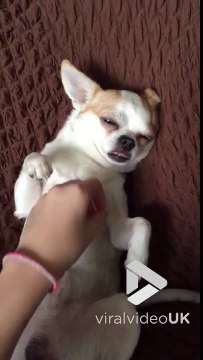 Ce chien adore se faire caresser ! Trop mignon sa bouille !!