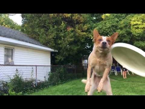 Clumsy Dog Attempts to Catch Frisbee in Slow Motion