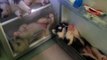 Ces chiots Husky dorment dans le frigo pour se rafraîchir pendant la canicule !