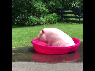 Booty Scootin' Pig Makes Waves