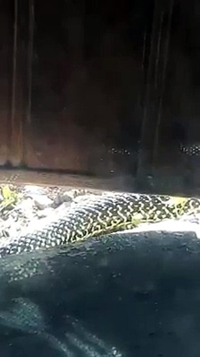Un serpent en fuite sur les bords de la Loire