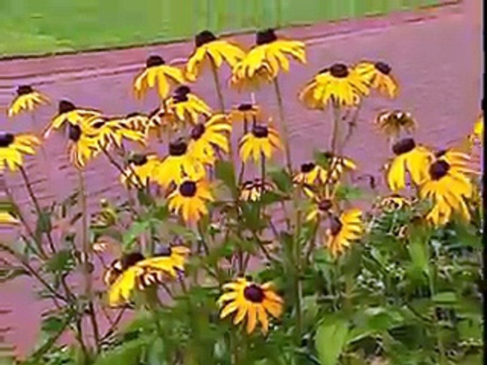 Tagesschau | 11. August 1997 20:00 Uhr (mit Ellen Arnhold) | Das Erste