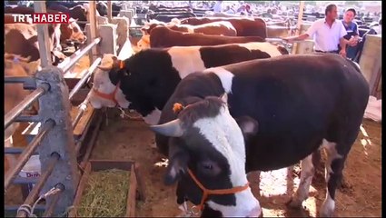 Kurbanlık fiyatları ne kadar? Alırken nelere dikkat etmeliyiz?