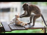 TRY NOT TO LAUGH or GRIN Funny Monkeys VS Dogs and Cats Compilation 2017