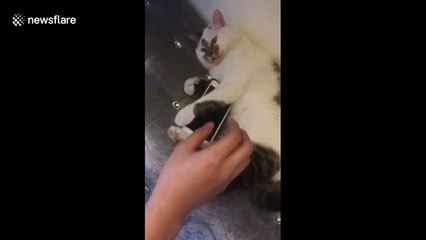 Don't touch this cat's phone