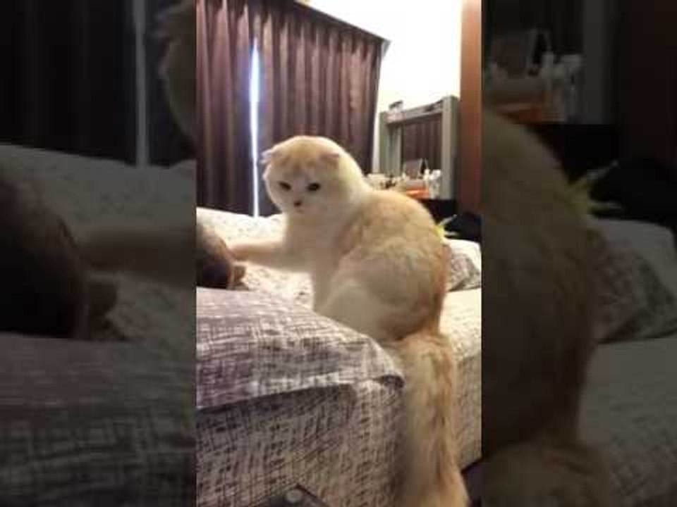 Kitty Does Best Impression of an Alarm Clock