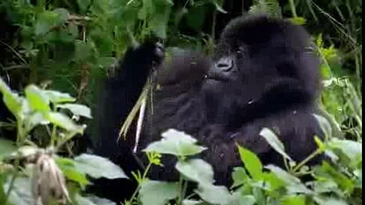 PBS NATURE The Gorilla King