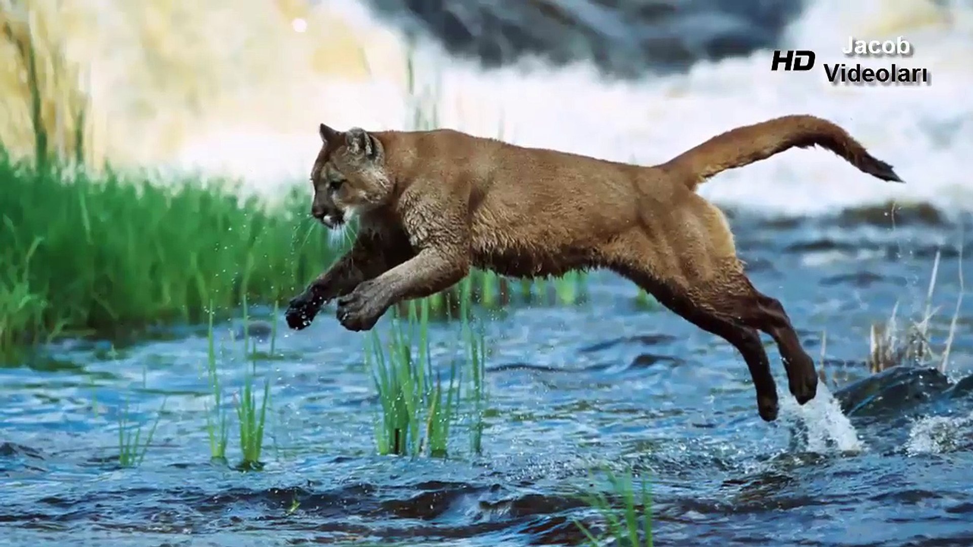 PUMA vs GRİZZLY BEAR ▻▻ Real Fight Cougar Mountain Lion Jaguar Crocodile  Caracal Animal At - video dailymotion