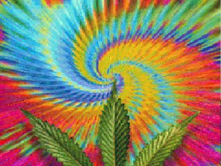 fancy cat on a mission to meet paul