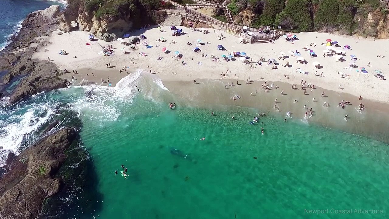 Une baleine nage près d'une plage !