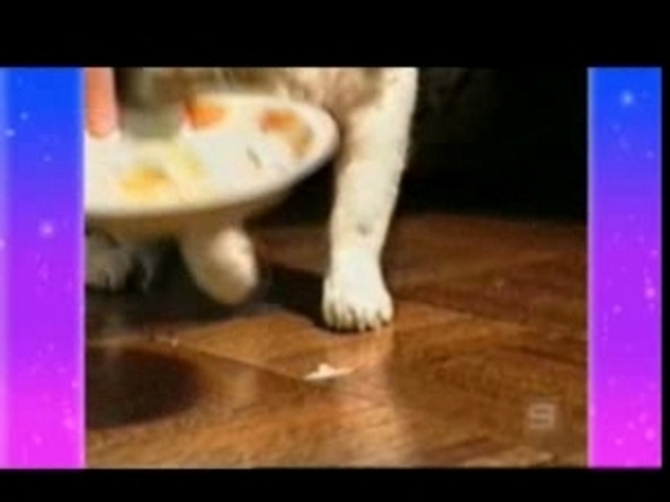 Betisiers Chats et chiens, animaux, humour drole