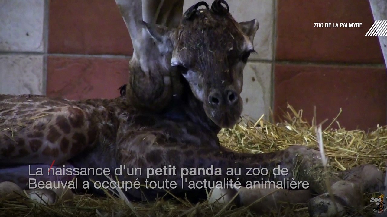 Un girafon est né au zoo de la Palmyre