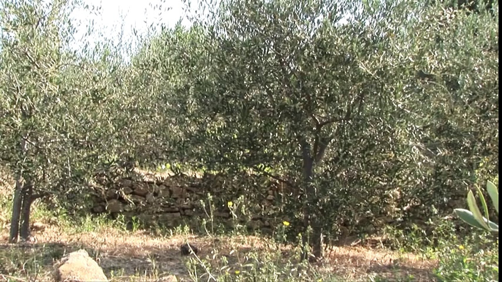 Extra Virginity_ The Sublime and Scandalous World of Olive Oil - Tom Mueller