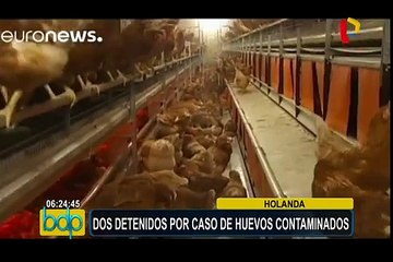 Holanda: dos detenidos por caso de huevos contaminados