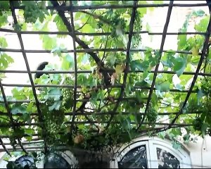 أم عبدو الحلبية -- الحلقة الثامنة