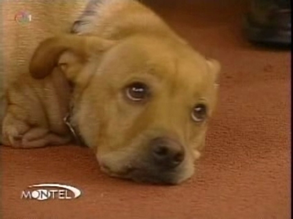COURAGEUX CHIEN !!!!