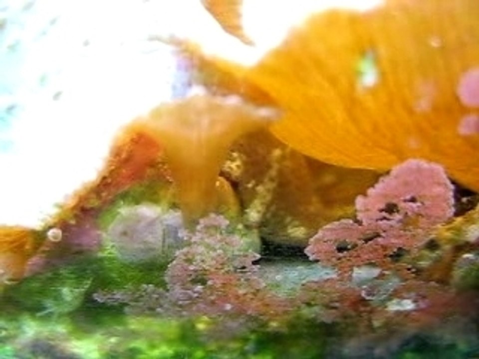 Pods 3