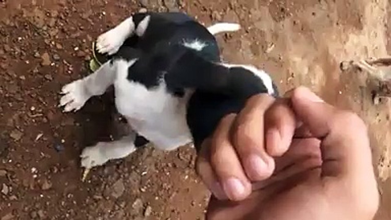 Unable to adopt this pupper funny