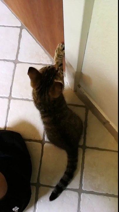 Why are cats so ridiculous..funny