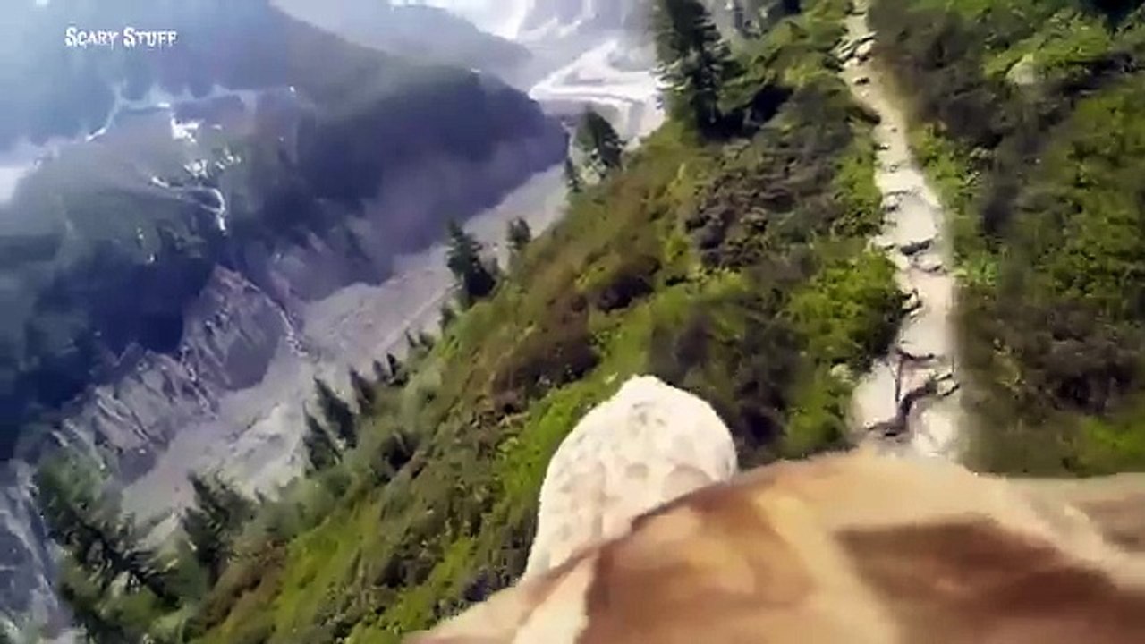 Best of Eagle Attacks Caught on Video - Most Amazing Wild Animal Fights IN 2017